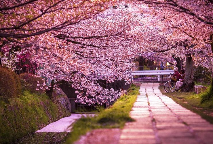 Click image for larger version

Name:	japan sakura.jpg
Views:	119
Size:	228.3 KB
ID:	327081